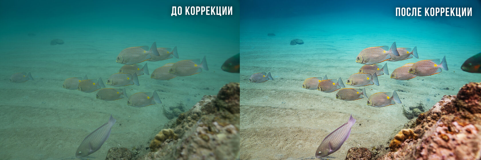 Подводное изображение до и после цветокоррекции