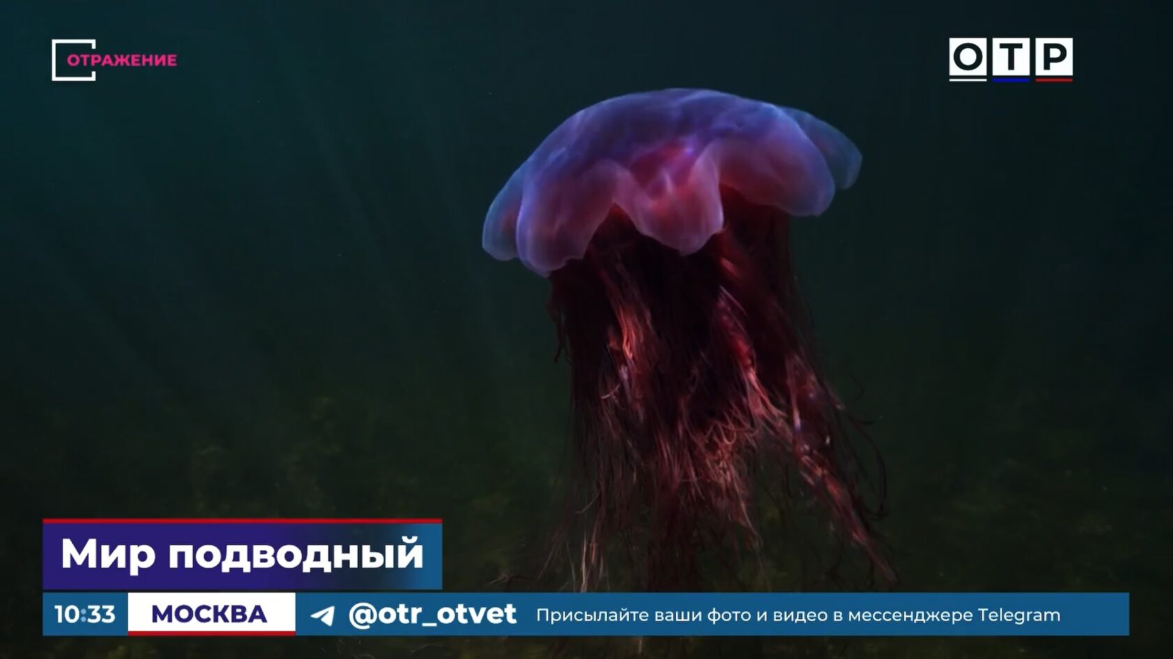 Подводная съемка белух в Белом море — кадр из фильма «Глубина — игра не по правилам»