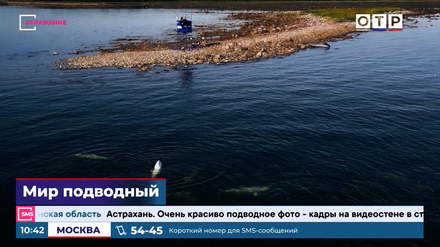 Подводная камера фиксирует поведение белух в естественной среде