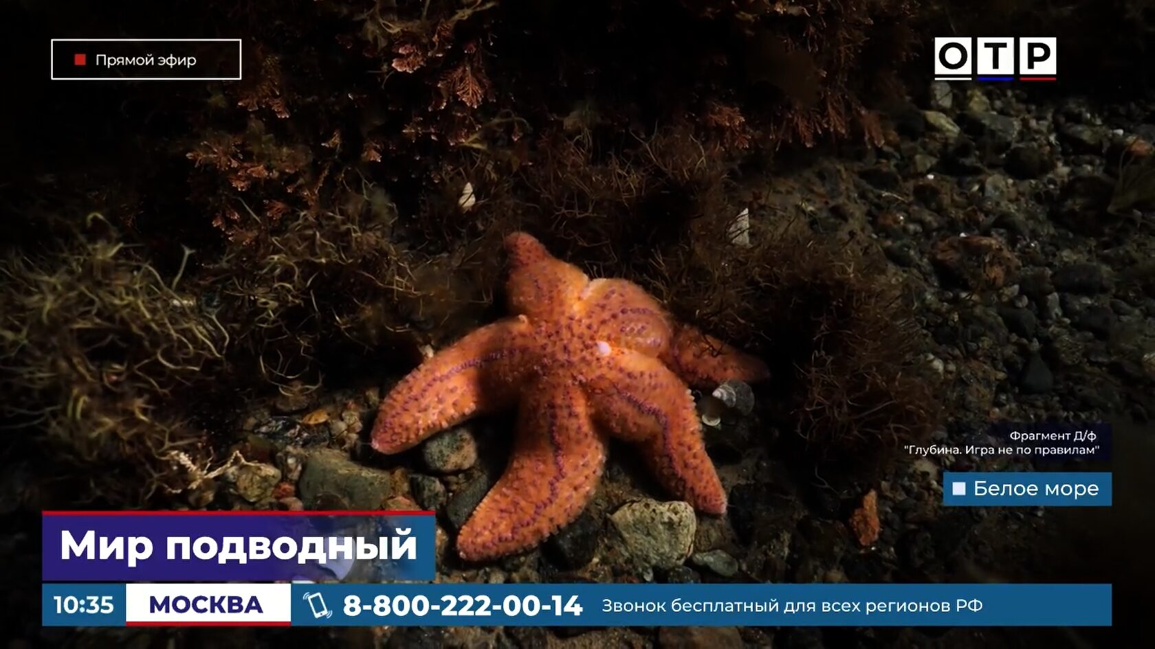Подводная съемка в дикой природе — взаимодействие белух с камерой