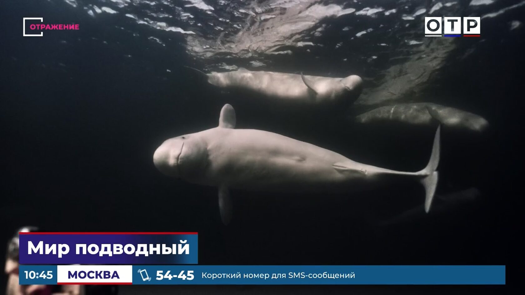 Подводный оператор за работой — съемка документального фильма под водой
