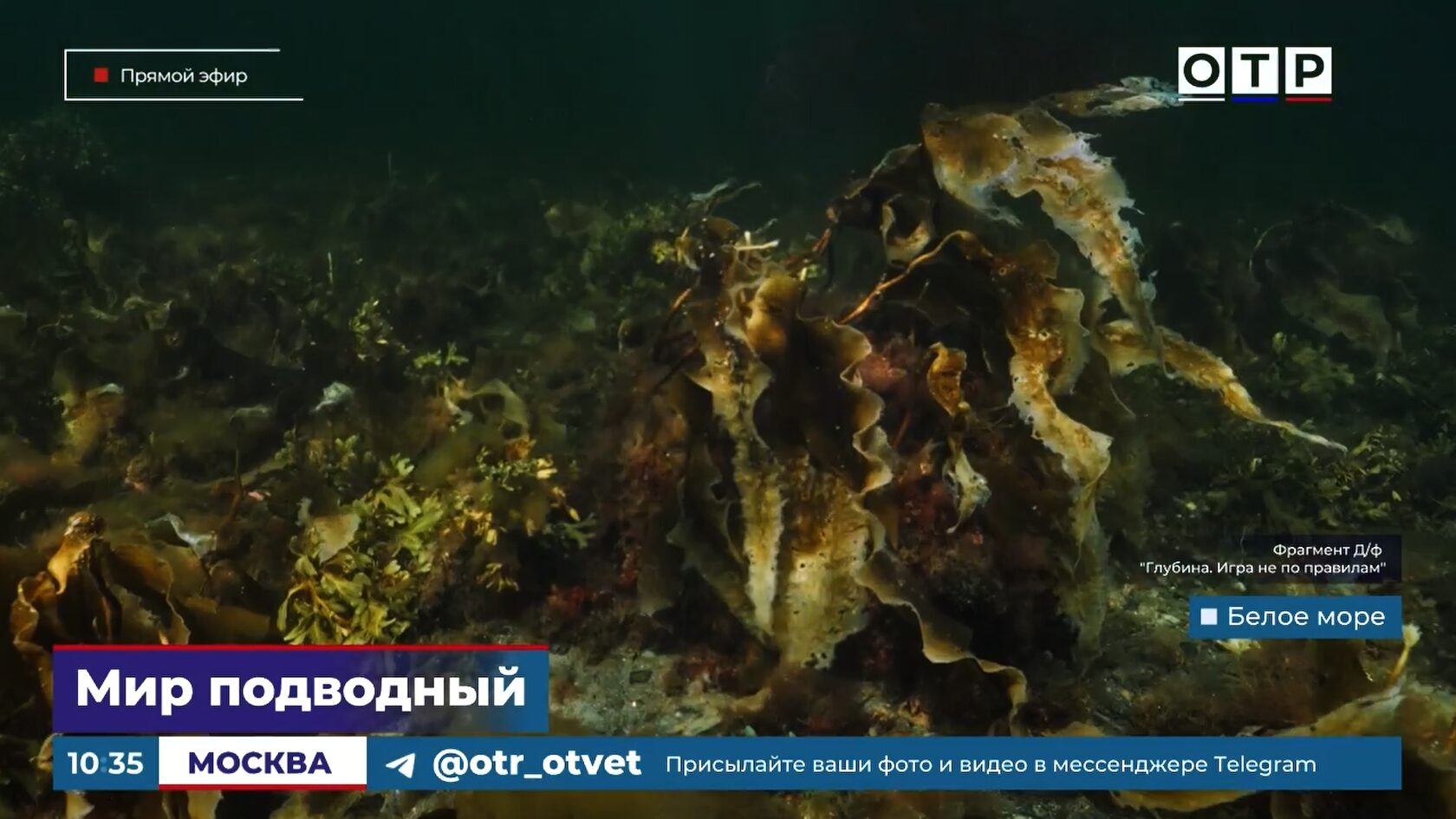 Подводный оператор снимает белух в научной экспедиции Института океанологии